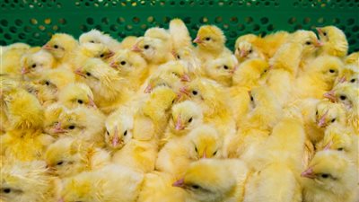 انخفاض سعر الكتكوت الأبيض واستقرار البط اليوم 1 يوليو 2025