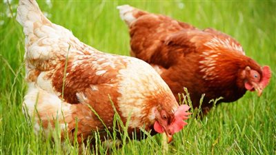 جنيهان انخفاضًا للبلدي، أسعار الفراخ اليوم الثلاثاء 1 يوليو 2025 (آخر تحديث)