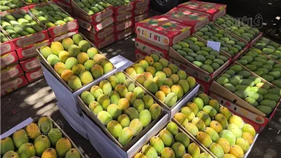 أسعار المانجو اليوم الأربعاء 2 يوليو 2025، ارتفاع السكري وصديقة وانخفاض الزبدية