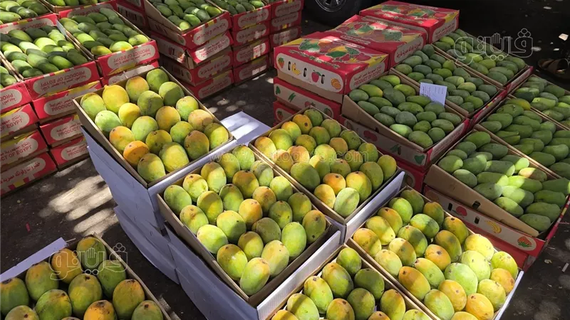 سعر المانجو اليوم