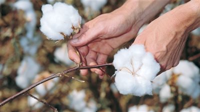 تفسير رؤية القطن في المنام وعلاقتها بالحصول على ميراث قريبا 