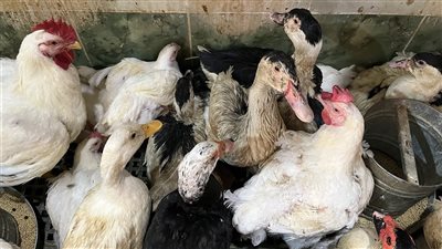 الفراخ البيضاء تسجل 73 جنيها، أسعار الدواجن اليوم بالبحيرة (فيديو وصور)