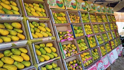 أسعار المانجو اليوم الخميس، العويسي والزبدية يغريان المصريين وقفزة في السكري