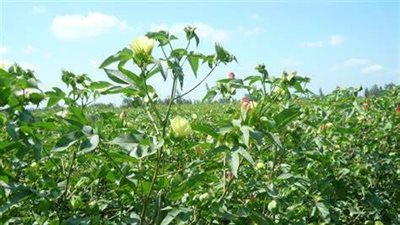 زراعة الفيوم تبدأ موسم مكافحة إصابات لوز القطن 