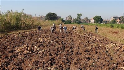 قبل تكرار كارثة فتيات العنب، عمال زراعات قنا يئنون: نعمل في ظروف غير آدمية وبنتشحن في العربيات زي البهايم (فيديو)