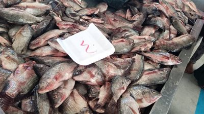 الكابوريا بـ40 جنيها، إقبال على مبادرة أسماك البلد بالإسماعيلية (صور) 