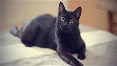 تفسير رؤية القط الأسود في المنام وعلاقتها بانتهاء المشكلات والأزمات 