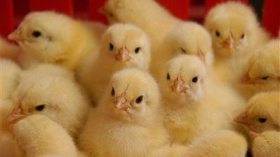  تباين أسعار الكتاكيت واستقرار البط اليوم الإثنين في بورصة الدواجن