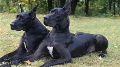 تفسير رؤية الكلاب السوداء في المنام وعلاقتها بتجاوز الأزمات 