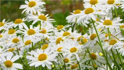  فوائد البابونج، يهدئ المعدة ويعالج الغثيان ويخفض الكوليسترول بالدم