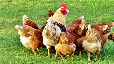 انخفاض ملحوظ في البلدي وارتفاع البيضاء، سعر الفراخ اليوم الثلاثاء 8 يوليو 2025