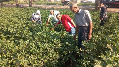 زراعة الفيوم تنظم 16 ندوة إرشادية للمزارعين خلال شهر (صور)