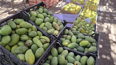 أسعار المانجو اليوم الأربعاء، ارتفاع جديد في الزبدية والسنارة تغري المصريين