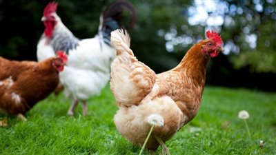 قفزة في البلدي وانخفاض كبير في البيضاء، سعر الفراخ اليوم الأربعاء 9 يوليو 2025