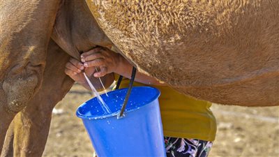 اكتشاف فوائد غير متوقعة لحليب الإبل في مكافحة مرض يصيب الملايين حول العالم
