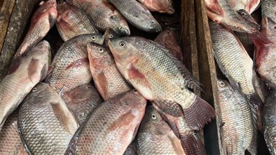 البلطي بـ90 جنيها، ارتفاع أسعار الأسماك اليوم الخميس بالبحيرة (فيديو وصور)