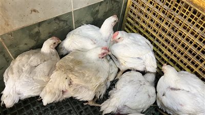 كيلو الأبيض يسجل 70 جنيها، استقرار أسعار الدواجن بمحافظة البحيرة (فيديو وصور)