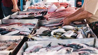 سعر السمك اليوم، ارتفاع صادم بالبلطي والبوري وانخفاض 20 جنيها في الكابوريا 