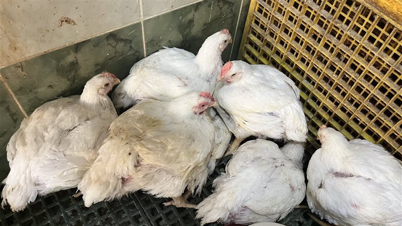 اسعار الدواجن بالبحيرة،