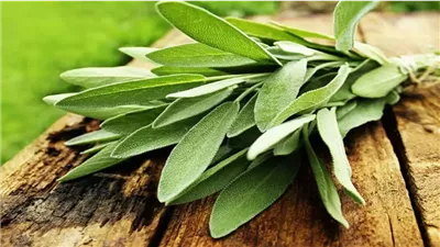 من الجهاز الهضمي إلى البشرة والشعر، 10 فوائد صحية مذهلة للميرمية