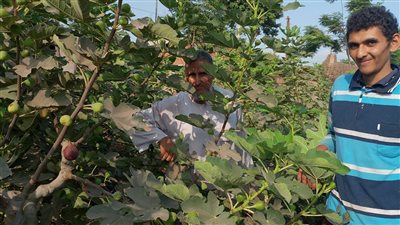 التين البرشومي يزين حقول القليوبية، و