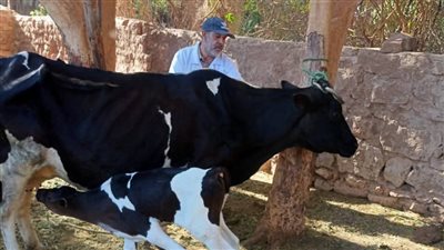 انطلاق الحملة القومية للتحصين ضد الحمى القلاعية والوادي المتصدع بالوادي الجديد 