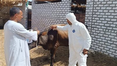 من بيت لبيت..انطلاق حملة بيطرية شاملة بأسيوط لحماية الثروة الحيوانية (صور)