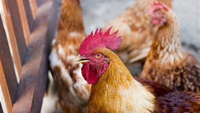 تراجع جديد في أسعار الدواجن اليوم الأحد 27-7-2025 بمحافظة الفيوم 