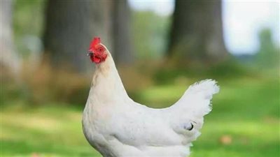 انخفاض جنيهين في سعر الفراخ البيضاء اليوم الأحد (آخر تحديث)