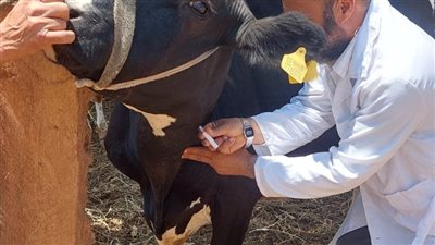 تحصين 40 ألف رأس ماشية بالفيوم ضد الحمى القلاعية والوادي المتصدع والجلد العقدي