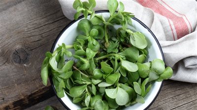  الرجلة تنظم السكر بالدم وتقوي العظام 