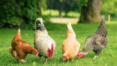 البلدي تتراجع جنيهين، سعر الفراخ اليوم الإثنين 14 يوليو 2025 (آخر تحديث)