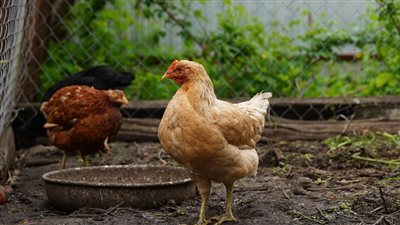  انخفاض سعر الفراخ اليوم الثلاثاء 15 يوليو 2025