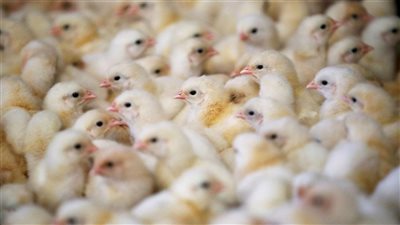 اتحاد الدواجن: تراجع درامي في أسعار الكتاكيت يهدد الدورة الإنتاجية