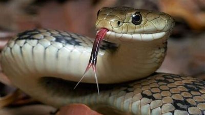 تفسير حلم ضرب الثعبان في المنام وعلاقته بتخطي المشاكل والصعوبات 