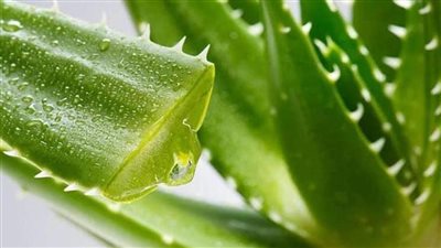 فوائد جل الصبار لتقوية المناعة وجمال البشرة والشعر