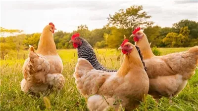 سعر الفراخ اليوم الثلاثاء 15 يوليو 2025 (آخر تحديث)