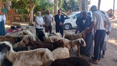 تحصين 25 ألف رأس ماشية ضد مرضي الحمى القلاعية والوادي المتصدع بالدقهلية