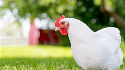 البيضاء تواصل الارتفاع، سعر الفراخ اليوم الأربعاء 16 يوليو 2025 (آخر تحديث)