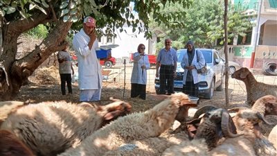 تحصين 119 ألف رأس ماشية بالبحيرة 