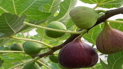 تفسير رؤية أكل التين في المنام وعلاقتها بالتخلص من الأوجاع والآلام 