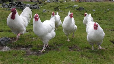 أسعار الفراخ البيضاء اليوم الخميس 17 يوليو 2025 (آخر تحديث)