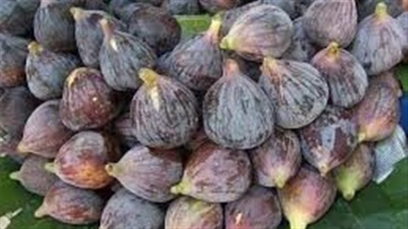 تفسير رؤية التين