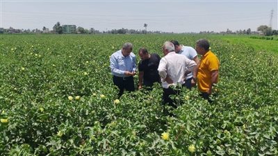 زراعة أسيوط تتابع مكافحة الآفات والحالة العامة للمحاصيل