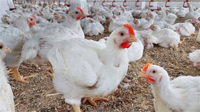 الدواجن تغازل المواطنين، انخفاض سعر الفراخ اليوم السبت 19 يوليو 2025 