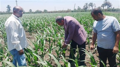 زراعة أسيوط تتفقد محصول الفول الصويا للتأكد من سلامته وخلوه من الأمراض