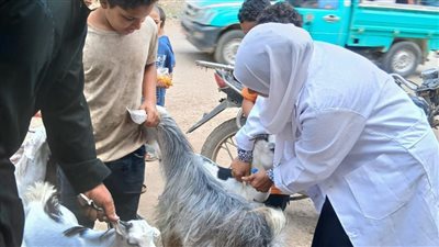 تحصين 149 ألفا و348 رأس ماشية ضد الحمى القلاعية والوادي المتصدع بالشرقية