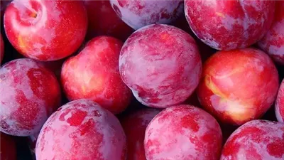 تفسير حلم أكل البرقوق في المنام وعلاقته بالحصول على مكافأة مالية 