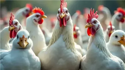 5 جنيهات ارتفاعًا في أسعار الفراخ البيضاء اليوم الثلاثاء (آخر تحديث)