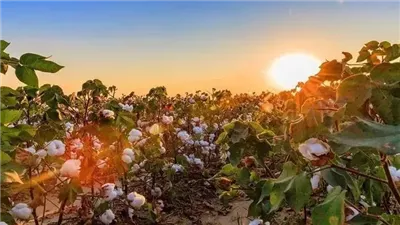 7 لاءات و6 إرشادات، توصيات هامة من البحوث الزراعية للمزارعين لمواجهة الموجة الحارة